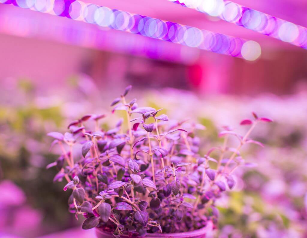Vera-vertical-farm